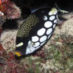 Clown Triggerfish