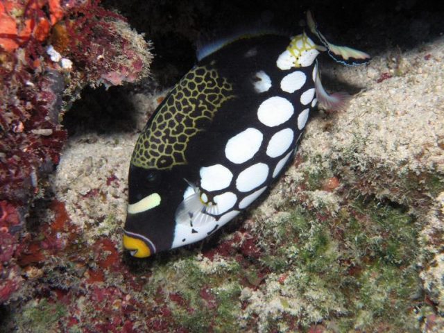 17 Most Beautiful And Pretty Aquarium Fish [With Pictures]