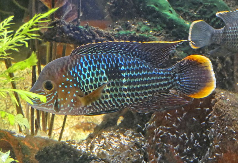 Green-Terror-Cichlid