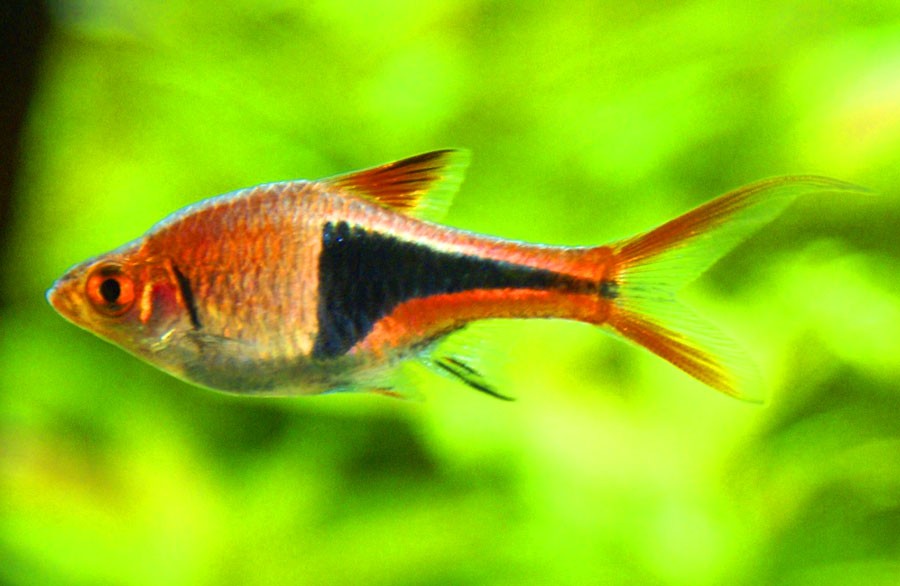 Harlequin-Rasboras