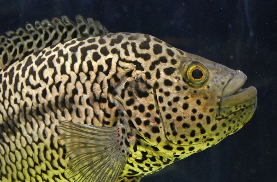 Jaguar-Cichlid