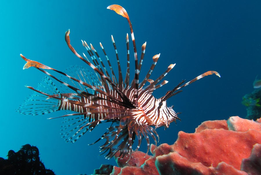Lionfish