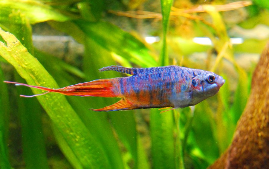 Macropodus-opercularis