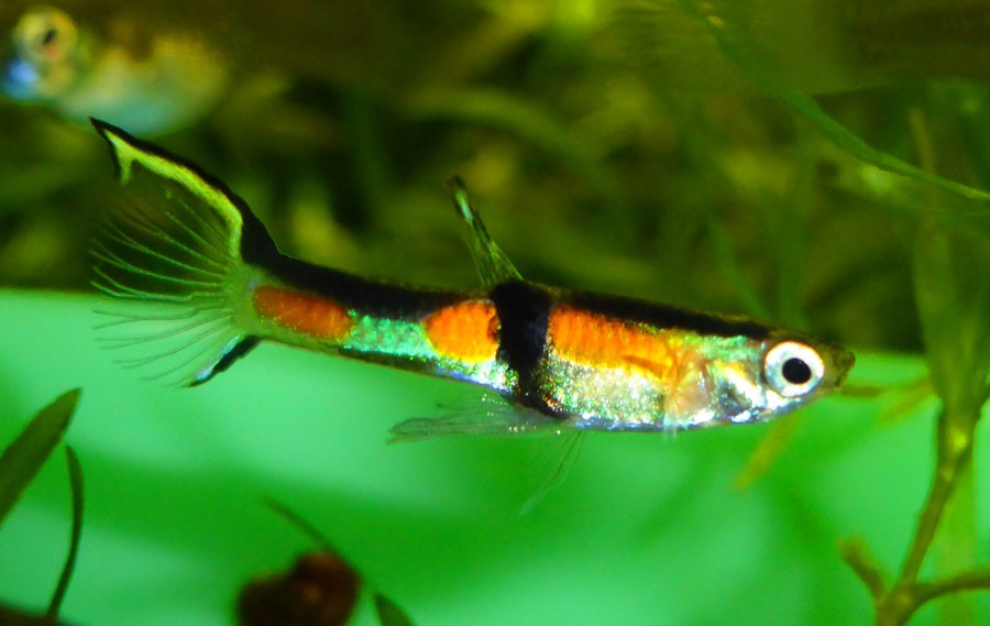 endlers
