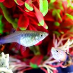 The Difference Between Male And Female Fish 5