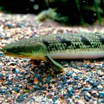 Dinosaur Bichir