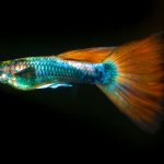 guppies care guide