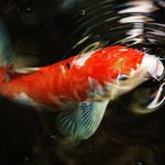 koi fish guide