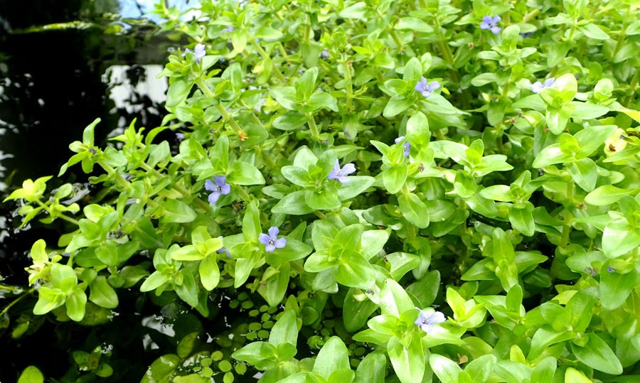 Bacopa-Caroliniana