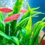 Best Aquarium Plants 1