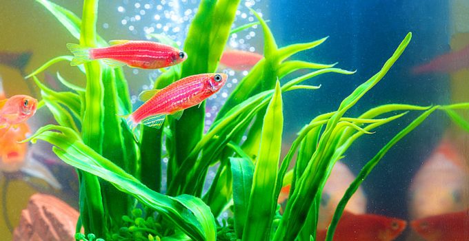 11 Best Aquarium Plants - A Comprehensive Plant Guide