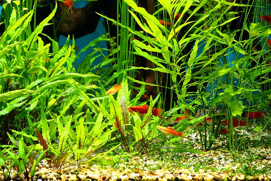Cryptocoryne