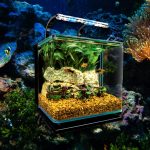 The Best 3 Gallon Fish Tanks 3545
