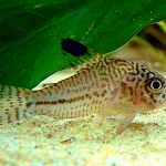 Why Do Fish Sit At The Bottom Of The Tank