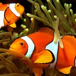 clownfish