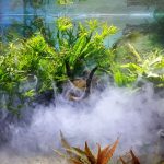 How To Get Rid Of White Fungus 1