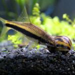 Algae-Eating-Fish-1