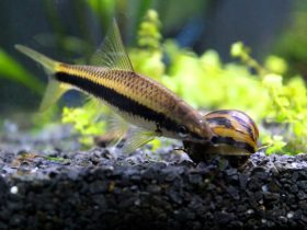 Algae-Eating-Fish-1