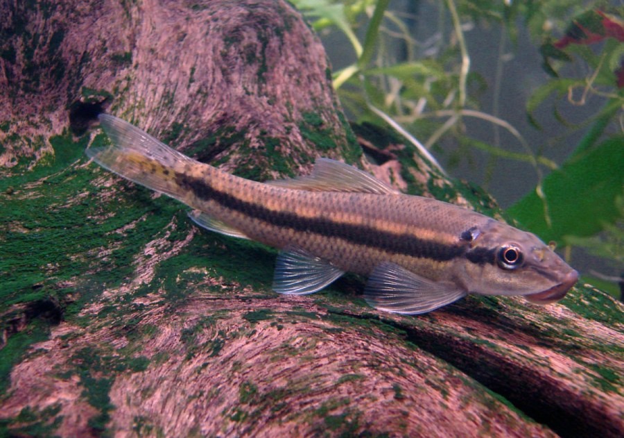 Algae Eating Fish-Chinese Algae Eater