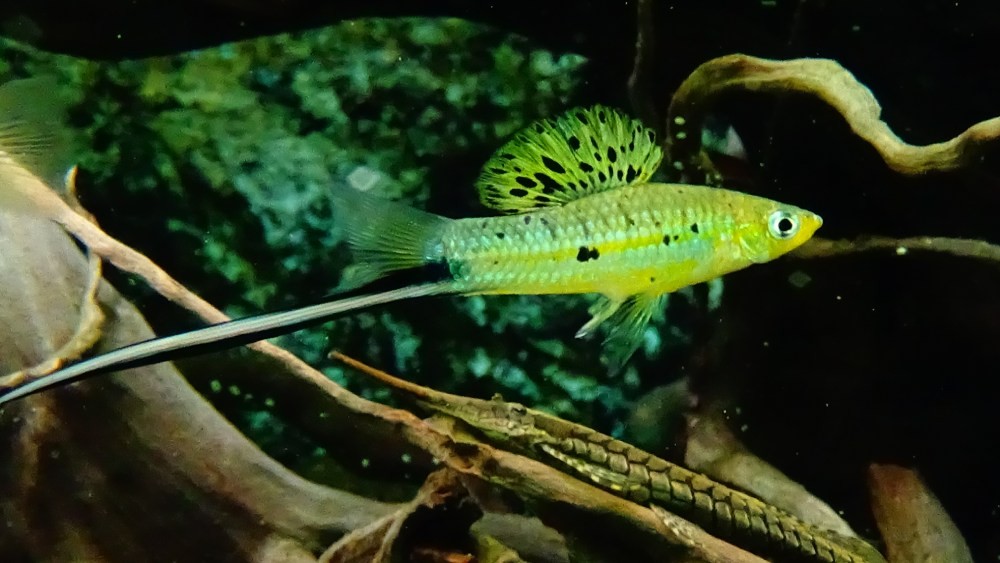 Algae Eating Fish-Whiptail Catfish
