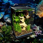 Best 5 Gallon Fish Tank-aquaticskingdom
