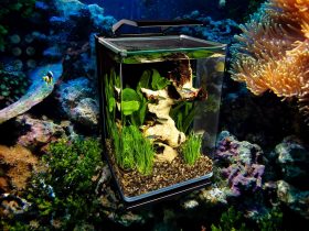 Best 5 Gallon Fish Tank-aquaticskingdom