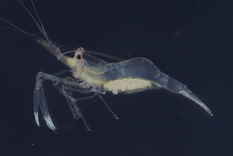 Ghost Shrimp