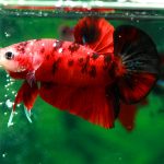 How-Many-Fish-Can-Be-In-a-3-Gallon-Tank