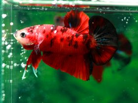How-Many-Fish-Can-Be-In-a-3-Gallon-Tank