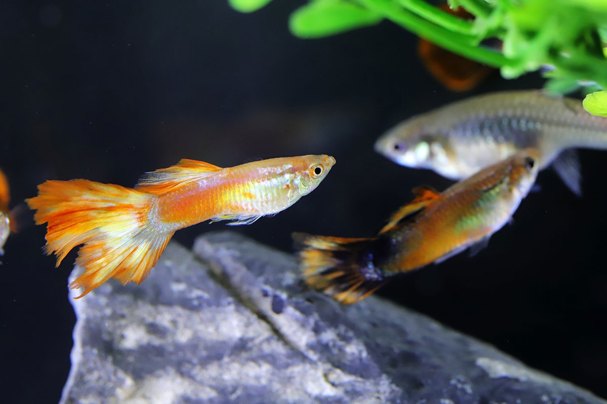 How-Many-Fish-Can-Be-In-a-3-Gallon-Tank fish size