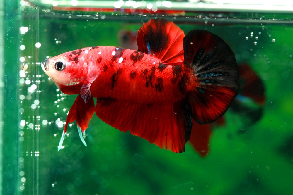 How-Many-Fish-Can-Be-In-a-3-Gallon-Tank
