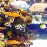 How-Many-Fish-Can-Be-In-a-30-Gallon-Tank-1