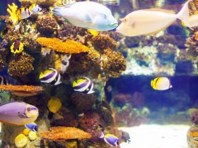 How-Many-Fish-Can-Be-In-a-30-Gallon-Tank-1