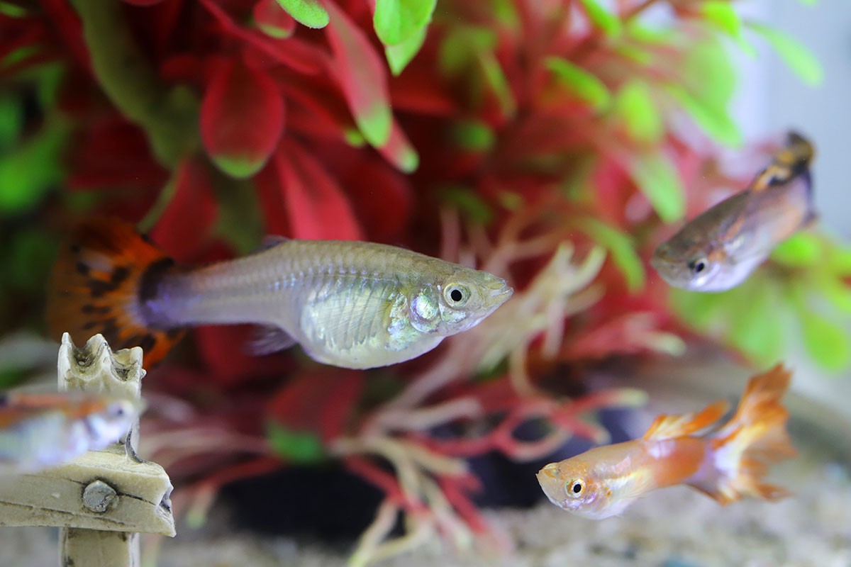 How Many Fish Can Be In a 5 Gallon Tank 1