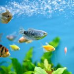 How Many Fish Can Be In a 5 Gallon Tank 3