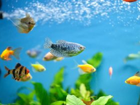 How Many Fish Can Be In a 5 Gallon Tank 3