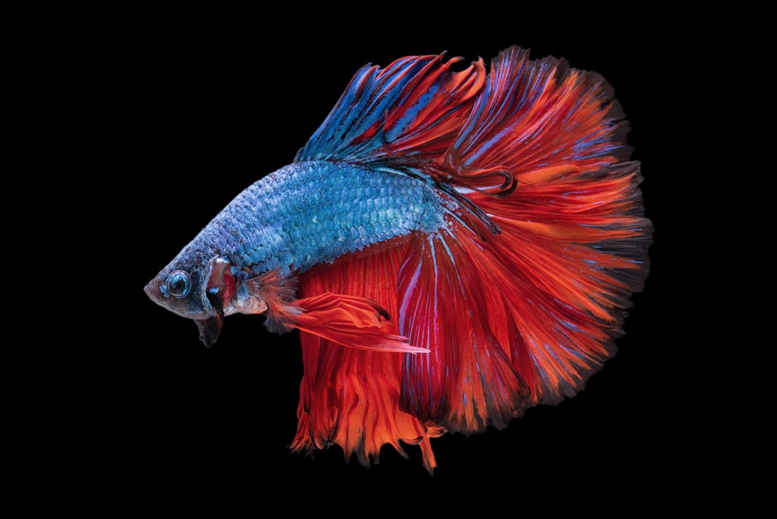 How Many Fish Can Be In a 5 Gallon Tank 4