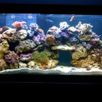 How Many Fish Can Be In a 55-Gallon Tank 1