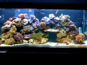 How Many Fish Can Be In a 55-Gallon Tank 1