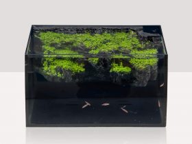 Hygger Horizon 8 Gallon review aquatics kingdom