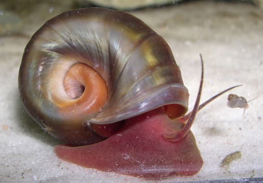 Ramshorn Snail