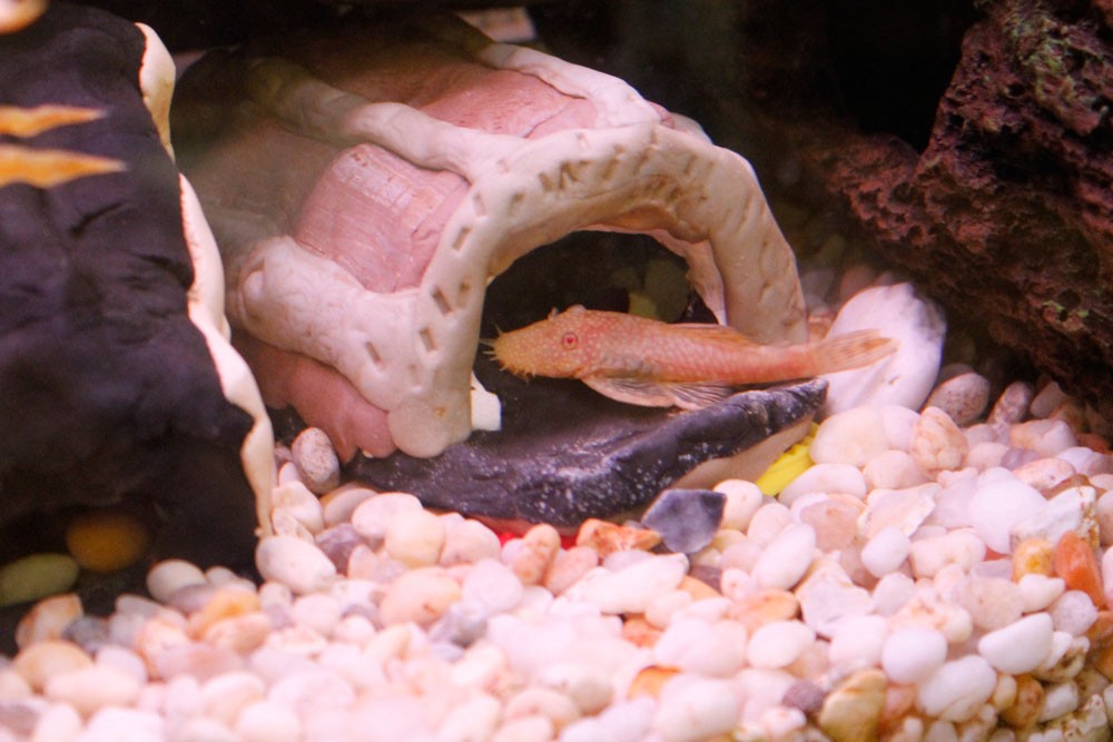 algae-eating-fish-Bristlenose_Pleco
