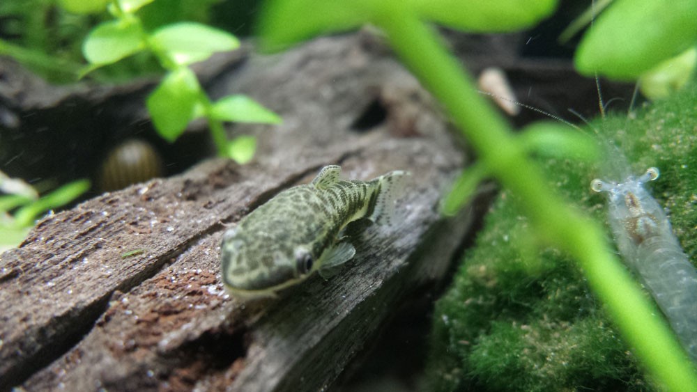 algae-eating-fish-Otocinclus_Catfish
