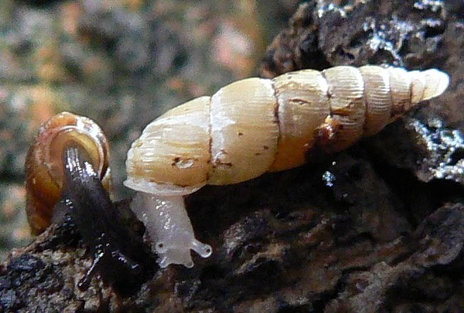 algae eating fish-Pseudofusulus varians