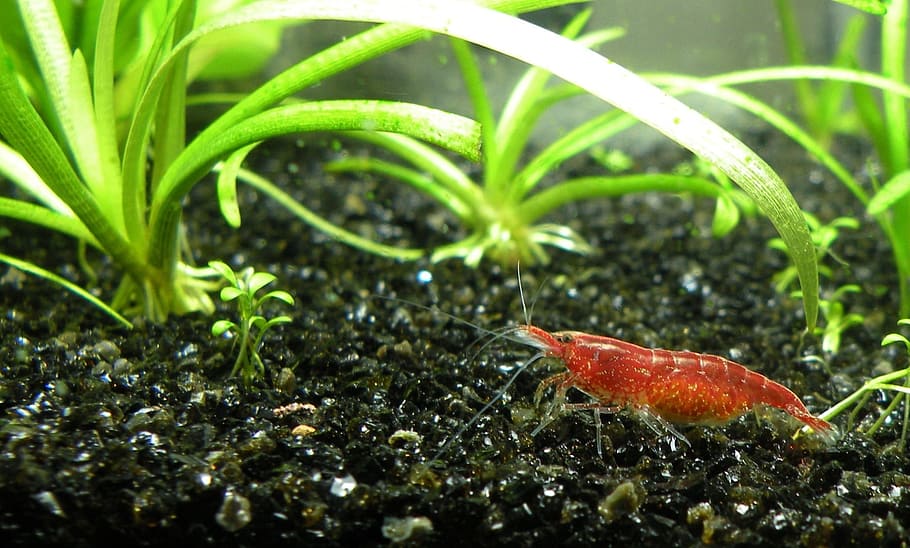 algae eating fish-Red Cherry Shrimp