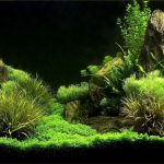 aquarium algae 1