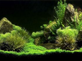 aquarium algae 1