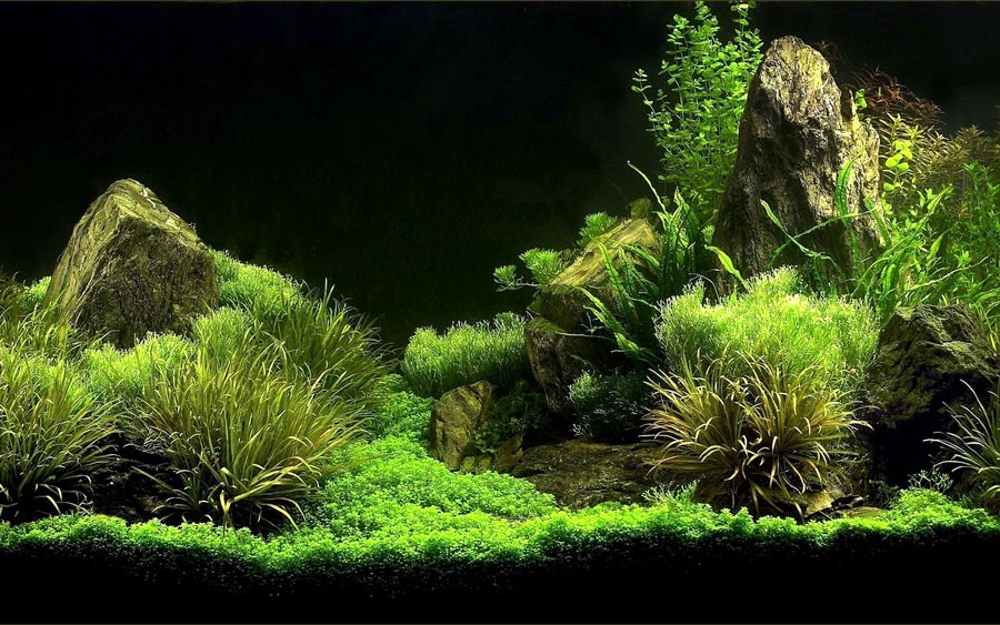 aquarium algae 1