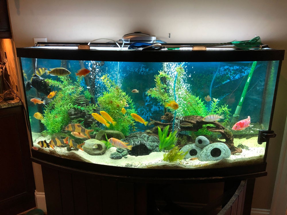 Aquarium Guide For Beginners 2 Aquarium Guide For Beginners 2
