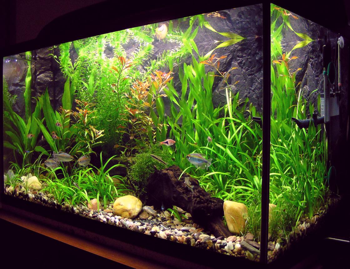 Aquarium Guide For Beginners - Aquarium Lighting Aquarium Guide For Beginners - Aquarium Lighting